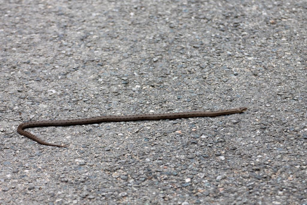 Mi vien da dire Coronella austriaca,  lei?